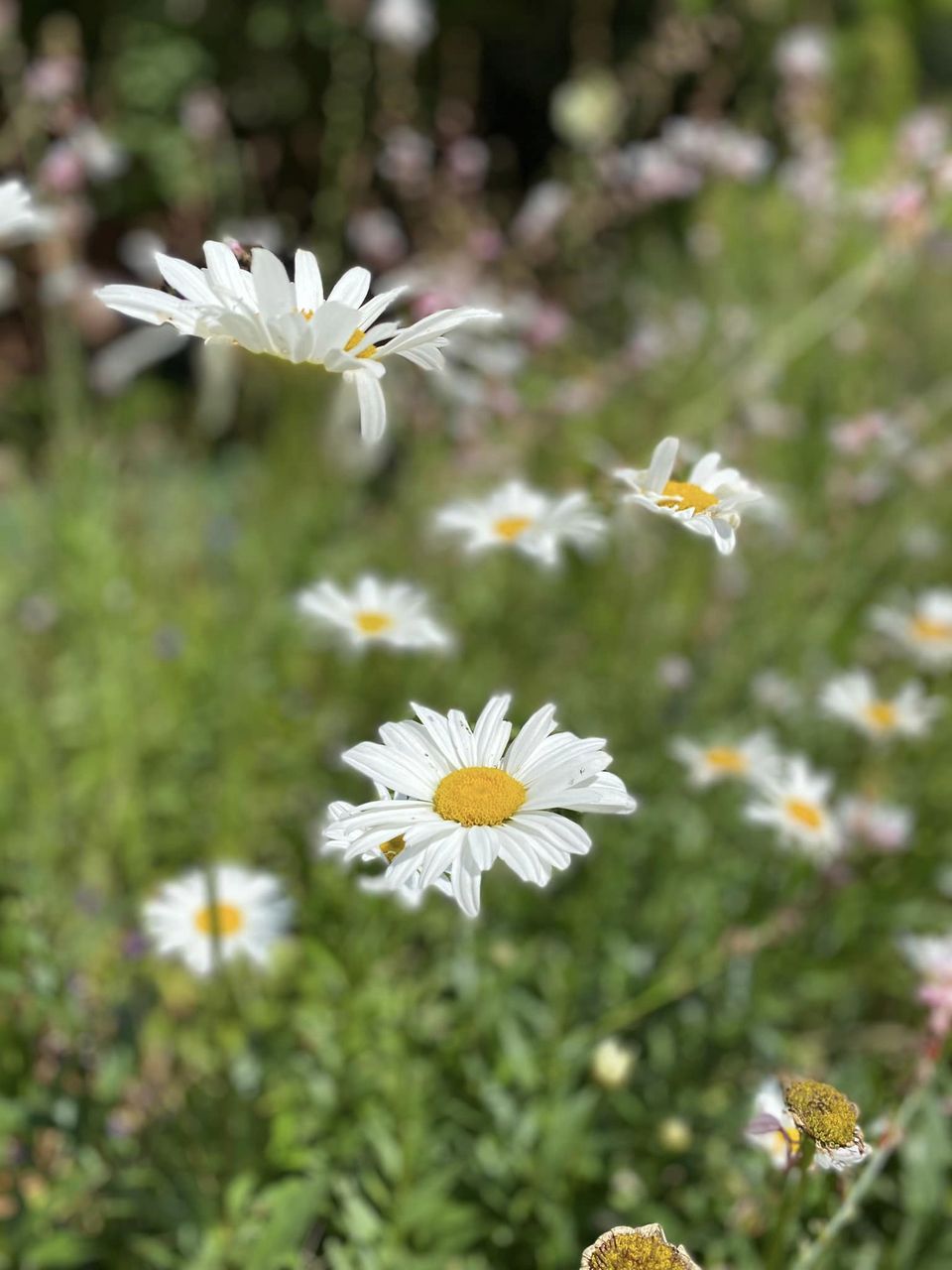 October Plant of the Month: Ox-eye&nbsp;Daisy