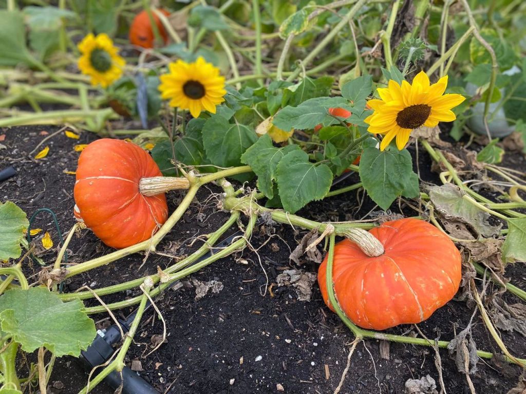 Pumpkins – World Garden Schools’ Global&nbsp;Plant