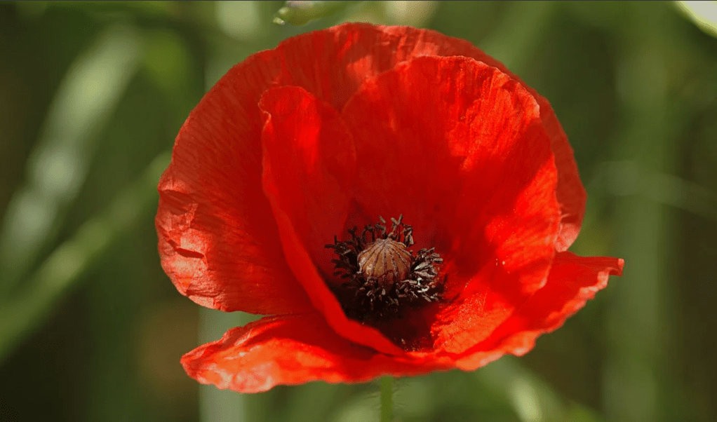 Growing Poppies (and other plants) from&nbsp;seeds