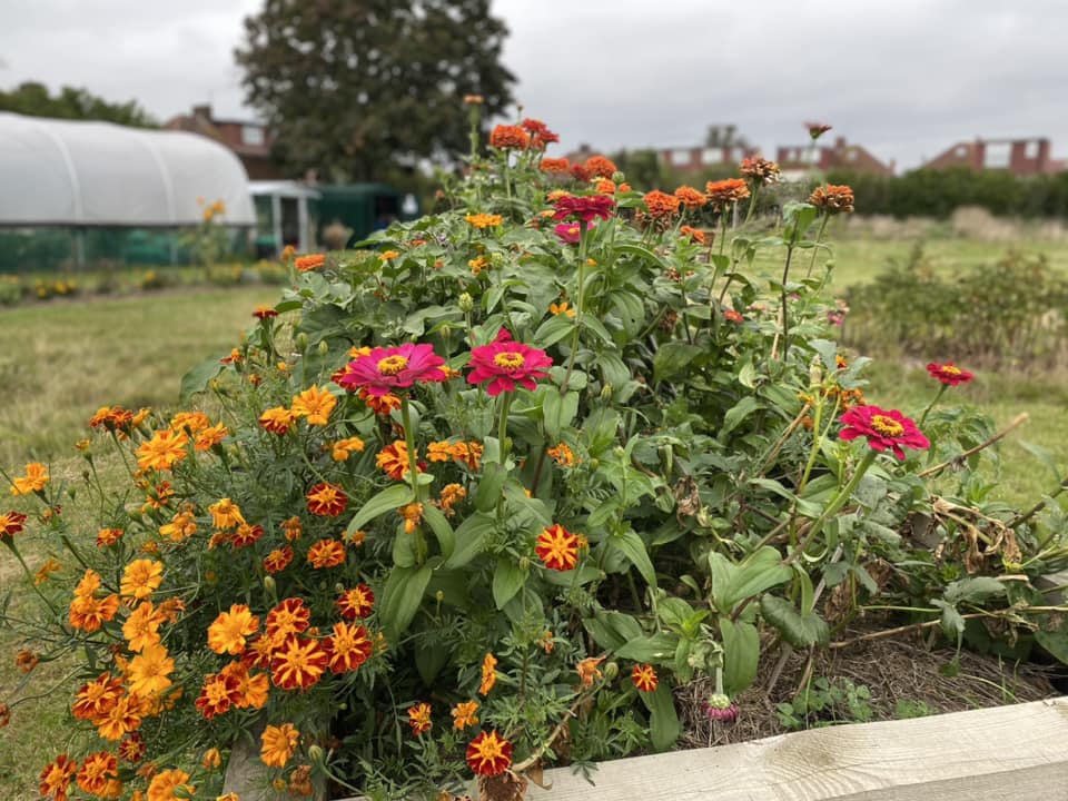 Heston Action Group’s Community&nbsp;Garden